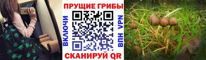 Галлюциногенные грибы Cubensis  закладки  Шуя 